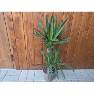 Juka obrovská (Yucca Elephantipes) - výška 50-60 cm, kont. C3L - DVOJKMEŇ